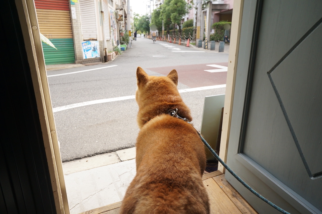 住吉大社の近くにあるオススメたこ焼き店 蛸屋 㐂八 看板犬のしーちゃんに会いに行こう コンフィーダイニング